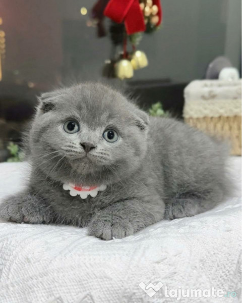 Scottish fold superb 