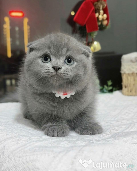 Scottish fold superb 