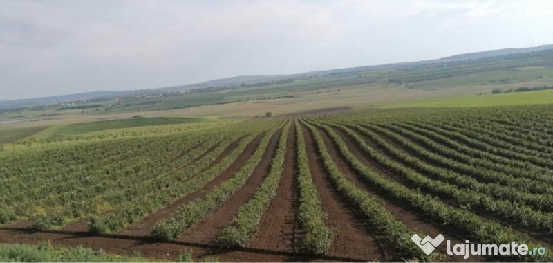 Suc de aronia BIO certificat 