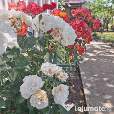 Casa individuala in Ianova,Comuna Remetea Mare
