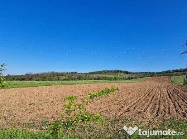 Cota de 1/2 din teren extravilan, comuna Rogova, Jud Mehe... 
