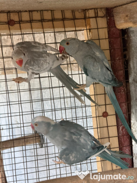 Pui papagal micul alexandru 