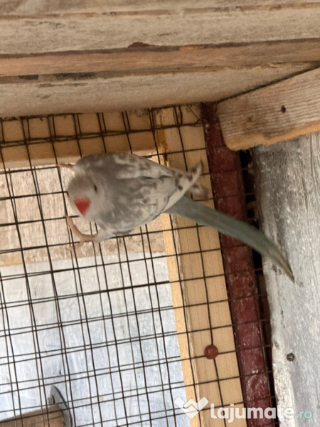 Pui papagal micul alexandru 