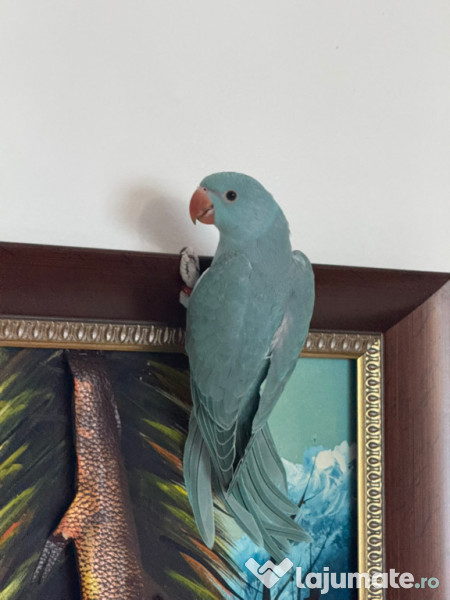 Pui papagal micul alexandru 