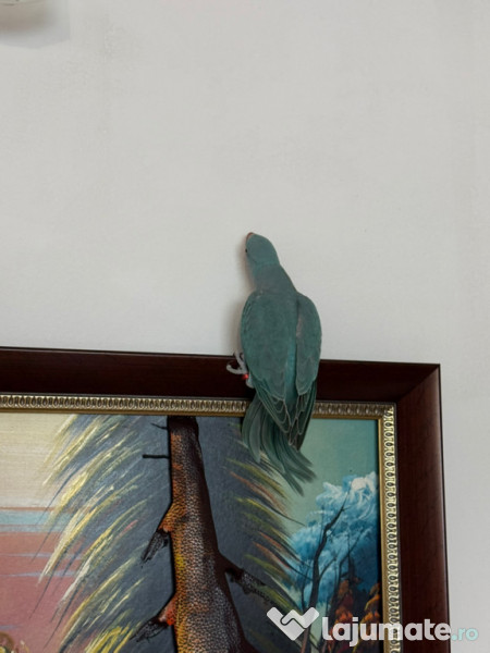 Pui papagal micul alexandru 