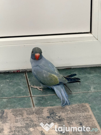 Pui vorbitori papagali micul alexandru 