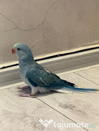 Pui vorbitori papagali micul alexandru 
