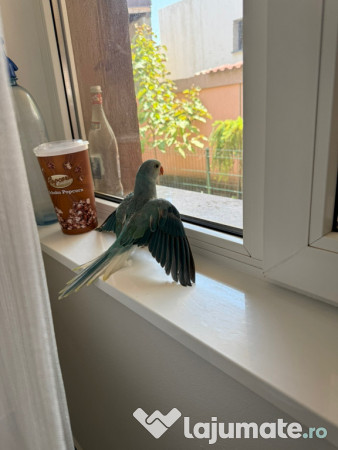 Pui vorbitori papagali micul alexandru 