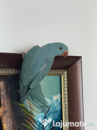 Pui vorbitori papagali micul alexandru 