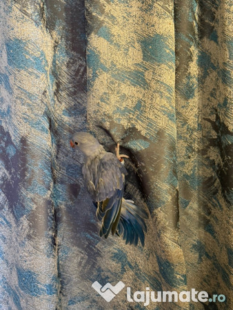 Pui vorbitori papagali micul alexandru 