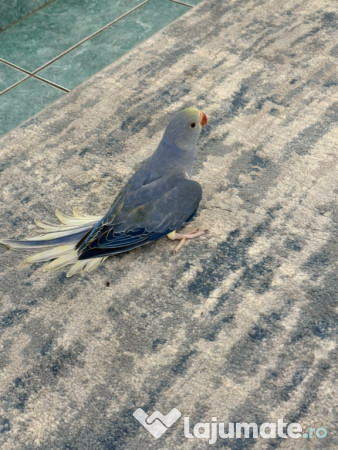 Pui vorbitori papagali micul alexandru 