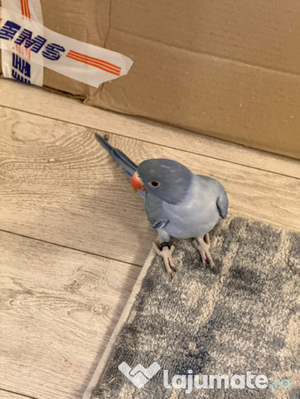 Pui vorbitori papagali micul alexandru 