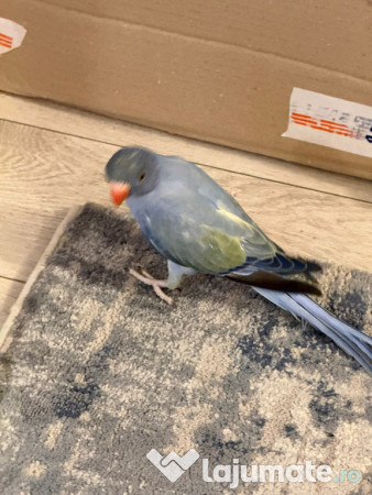 Pui vorbitori papagali micul alexandru 