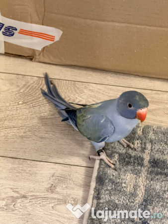 Pui vorbitori papagali micul alexandru 