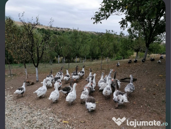 Gâște detalii la telefon. 