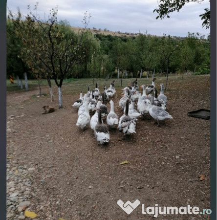 Gâște detalii la telefon. 