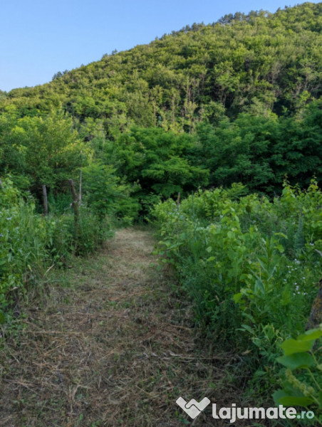 Sărata Băi- Oportunitate investiție- 4038 mp- priveliște