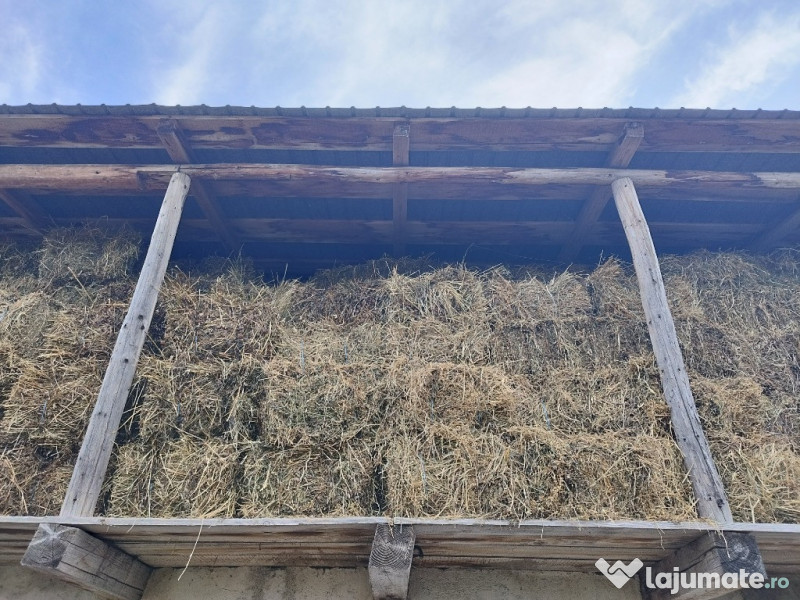 Baloți fân mici pătrați - Dragomirești Neamț 