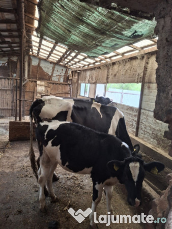 Vaci si juninci Holstein 