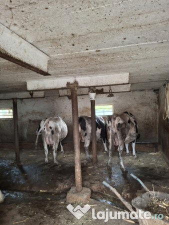 Vaci si juninci Holstein 