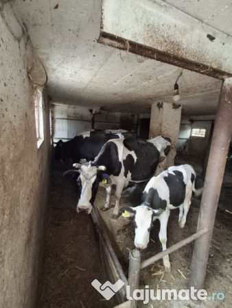 Vaci si juninci Holstein 