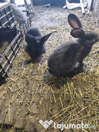 Iepuri Uriaș german