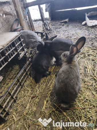 Iepuri Uriaș german