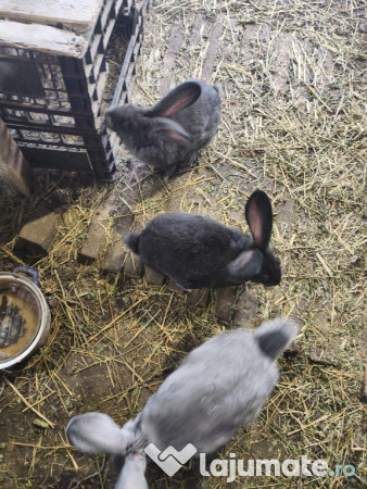 Iepuri Uriaș german