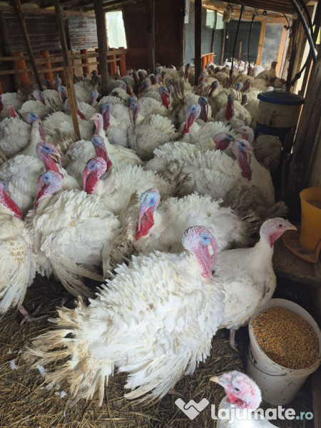 Curcani albi cu greutate cuprinsă între 12-25 kg 