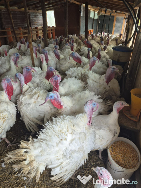 Curcani albi cu greutate cuprinsă între 12-25 kg 