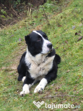 Ciobănesc Asia Centrală 