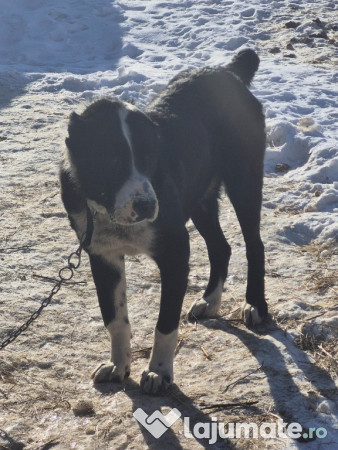 Ciobănesc Asia Centrală 