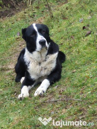 Ciobănesc Asia Centrală 