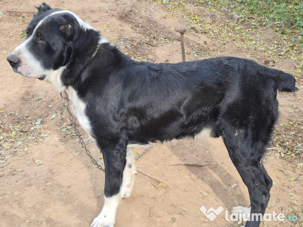 Ciobănesc Asia Centrală 