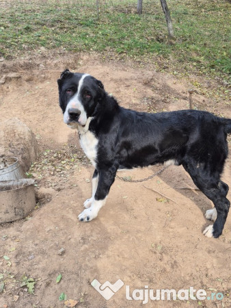 Ciobănesc Asia Centrală 