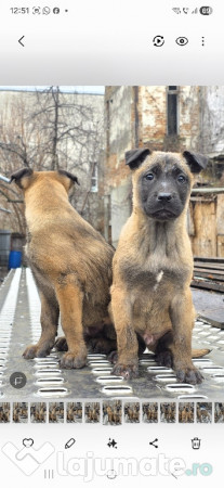 Catei Belgian Malinois