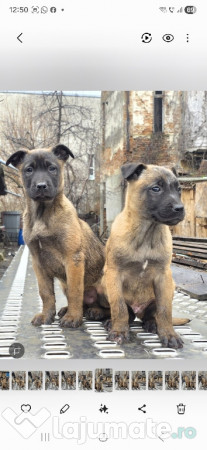 Catei Belgian Malinois