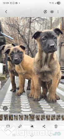 Catei Belgian Malinois