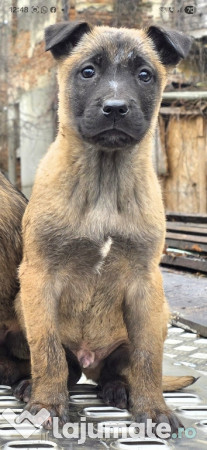 Catei Belgian Malinois