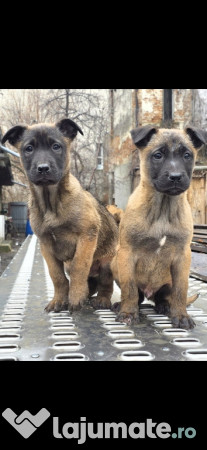 Catei Belgian Malinois