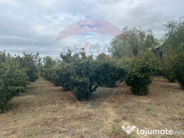 Teren 1300mp Campineanca / Intrare din Strada Hotarului