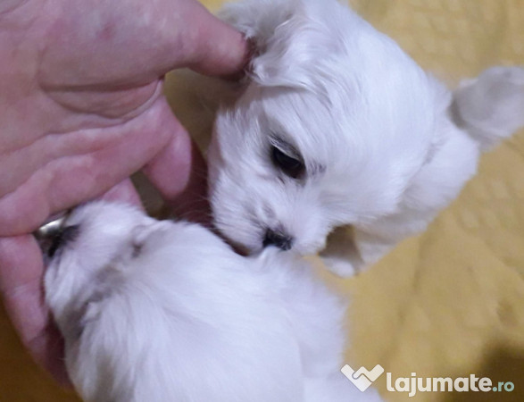 Bichon maltez talie mica 