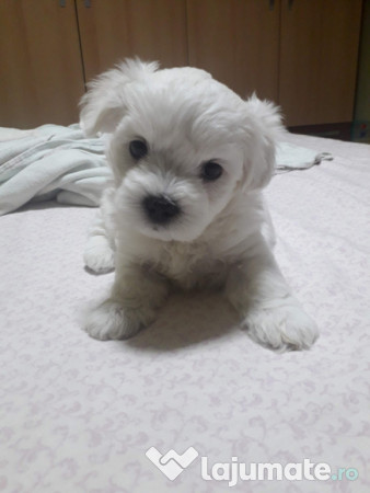 Bichon maltez talie mica 