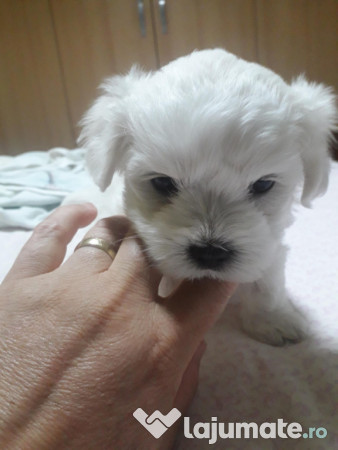 Bichon maltez talie mica 