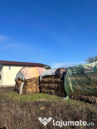 Baloți de iarbă și lucernă 