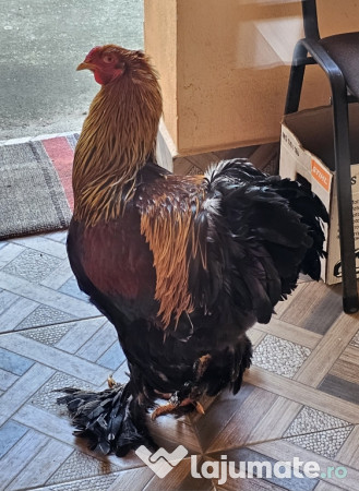 Cocoș Brahma potârnichiu 