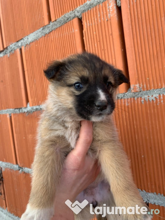 Donez căței găsiți 