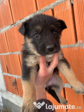 Donez căței găsiți 