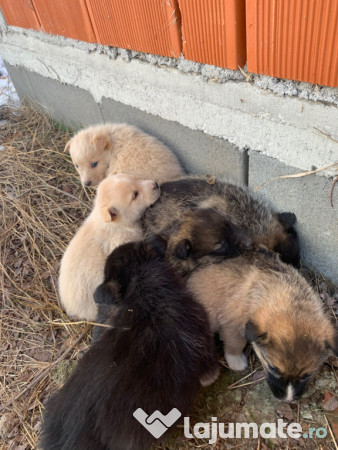 Donez căței găsiți 