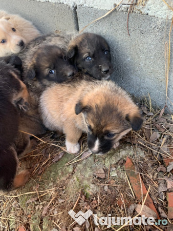 Donez căței găsiți 